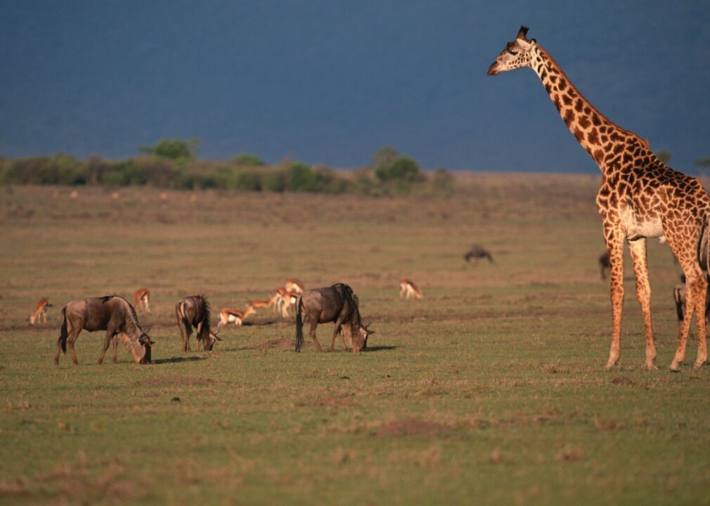 African buffalo, gazelle, and giraffe